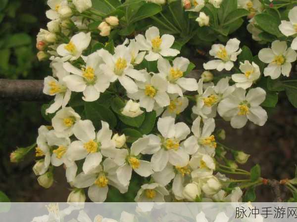 海棠入口打不开:1. "海棠入口无法进入的原因与解决方案