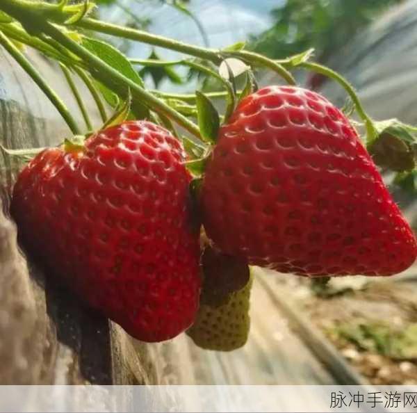 com.888草莓:当然可以!以下是一些基于“com.888草莓”扩展出的新标题建议: