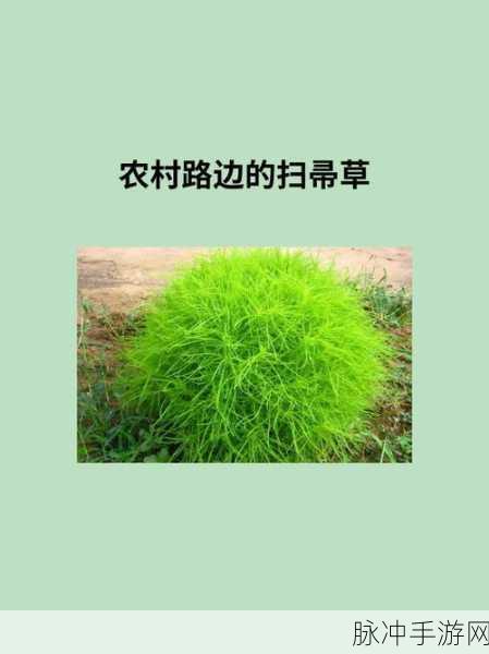 嫩叶草m码和澳洲码的区别:嫩叶草M码与澳洲码的详细对比解析