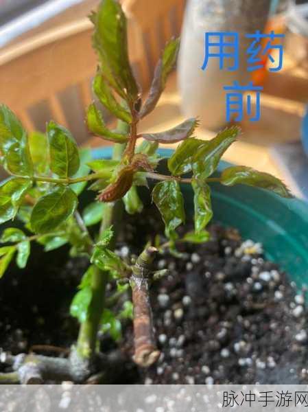 嫩叶草m码和澳洲码的区别:嫩叶草M码与澳洲码的详细对比解析