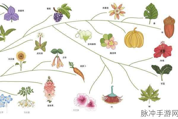 植物进化跑,魔性奔跑,解锁植物新纪元