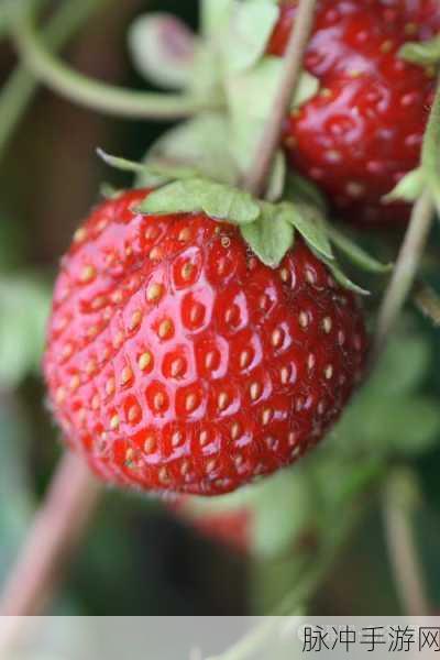 8008.草莓视频:1. 探索草莓视频:让你的视界无限延伸
