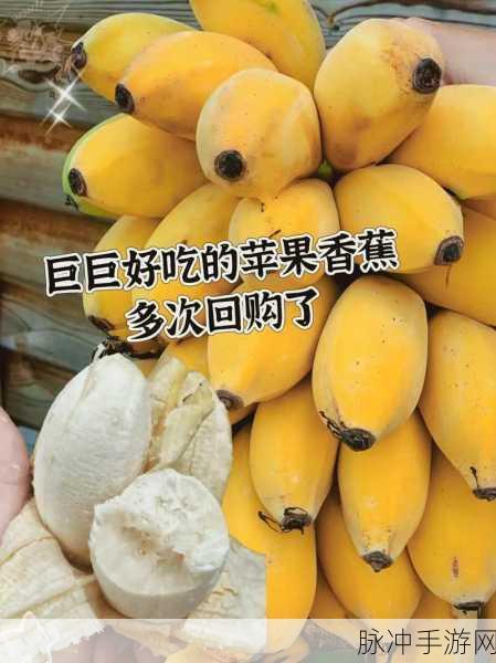 香蕉视频。：1. 探索香蕉视频背后的创作故事与精彩内容