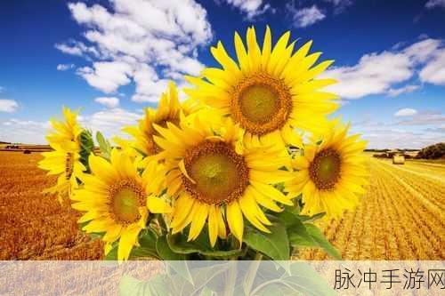 向日葵视频ios站长统计:1. 向日葵视频iOS站长统计:发现用户行为新趋势