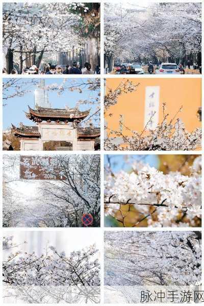 病勤楼栋樱花未增减：病勤楼栋樱花的盛开与变化探讨