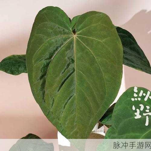 昆昆嗟桃子:1. 《昆昆嗟桃子:寻味生命的甜酸交织