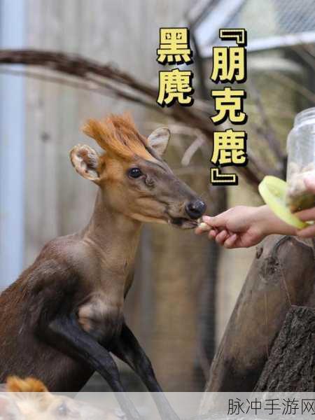 非常普通的鹿未来城正版来袭,开启独特冒险之旅