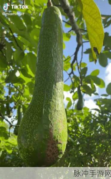大香蕉视频app:1.轻松观看热门影视,尽在大香蕉视频app