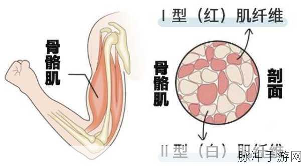 肌肌桶肌肌:1. 探索肌肉力量的无限潜能与发展
