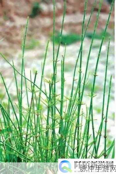 17c大家一起草