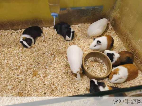 天天养金猪，合成萌宠，休闲赚钱两不误的奇妙之旅
