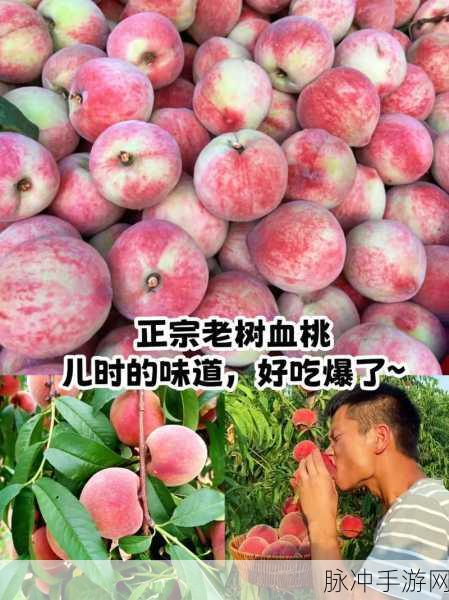 男生把坤坤放在女生的桃子里面:1. 坤坤与桃子:青涩恋情的奇妙交融