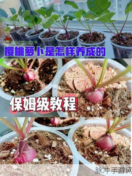 拔萝卜不盖被子:1. 拔萝卜的智慧:如何在生活中收获成功
