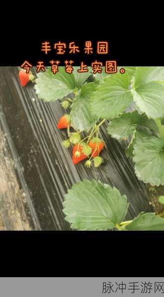 草莓视频完整版在线观看:1. 草莓视频完整版:畅享高清视听盛宴