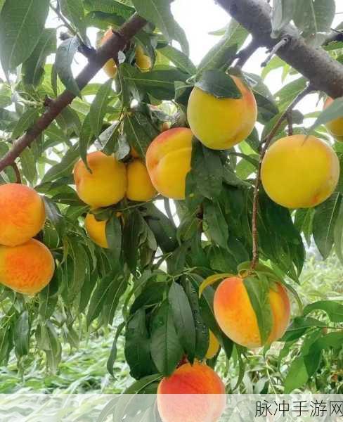 蜜桃成熟:1. 蜜桃成熟季节的美味与健康