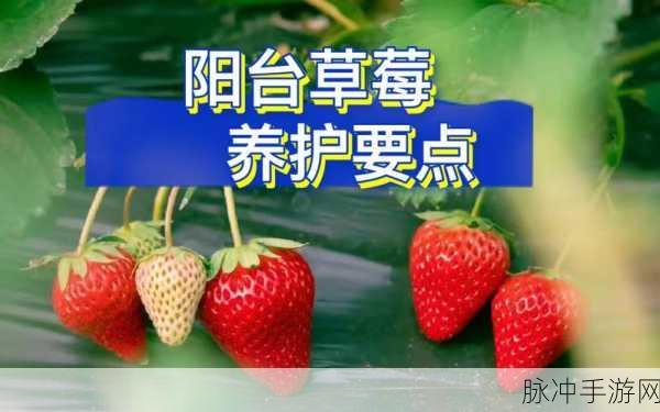 黄色草莓视频软件网站：1. ＂探索黄色草莓视频：无尽精彩与乐趣的源泉