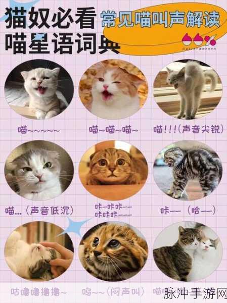 喵语奇缘,边玩边学,萌宠单词大冒险