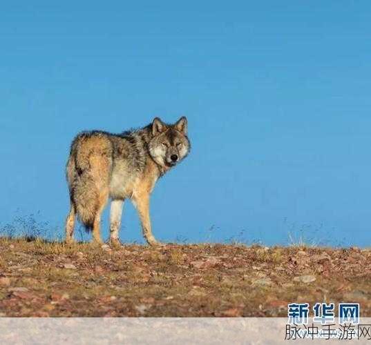 网狼2震撼登场,探索动物王国的RPG冒险之旅