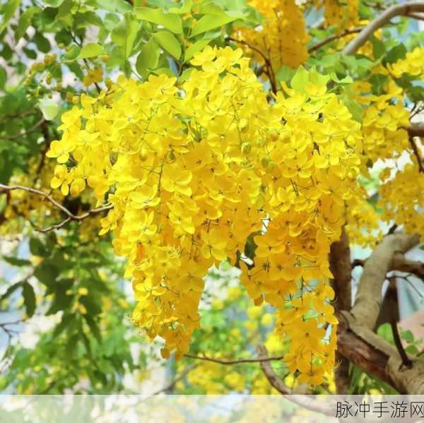 金莲 国产精品:1. 金莲之美:探索传统与现代的交融