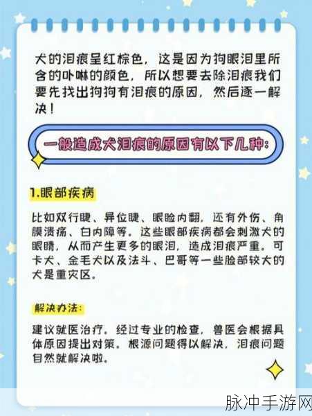 跪着主人走到面前应该怎么办:1. 如何正确应对狗狗跪着走来的行为