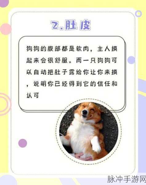 跪着主人走到面前应该怎么办:1. 如何正确应对狗狗跪着走来的行为