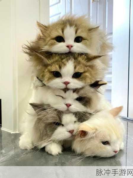 萌翻天的猫咪叠叠乐,快来下载嘿把它叠起来