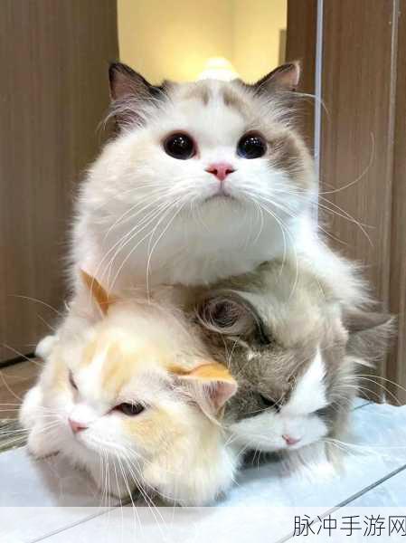 萌翻天的猫咪叠叠乐,快来下载嘿把它叠起来