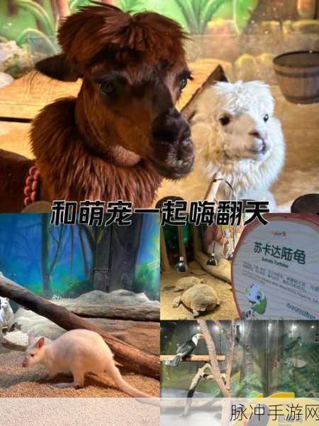 猫咪冒险记,萌宠猫咪的奇幻闯关之旅等你来探