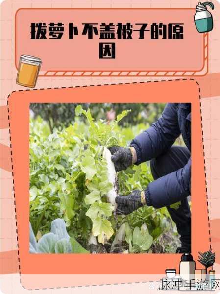萝卜打牌不盖被子:好的,以下是一些基于“萝卜打牌不盖被子”的新
