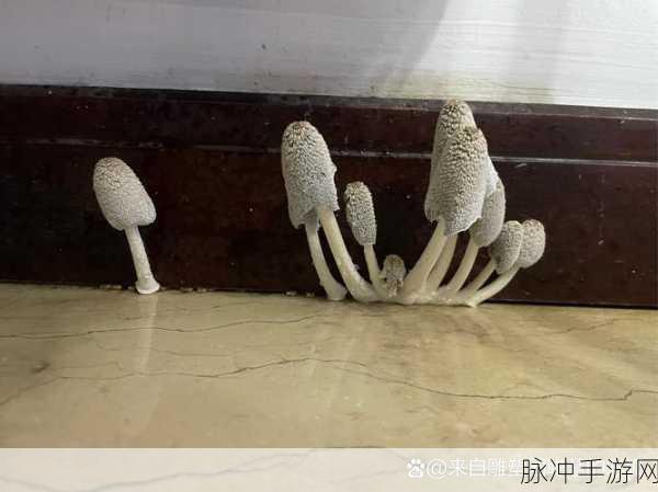 51吃瓜蘑菇视频:1. 51吃瓜蘑菇:探索美味与健康的完美结合