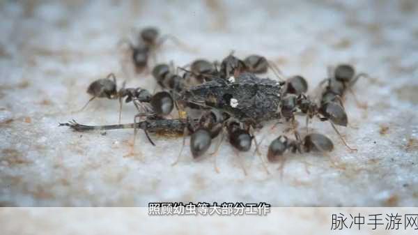 Little Colony,探索微观世界的蚂蚁奇遇记