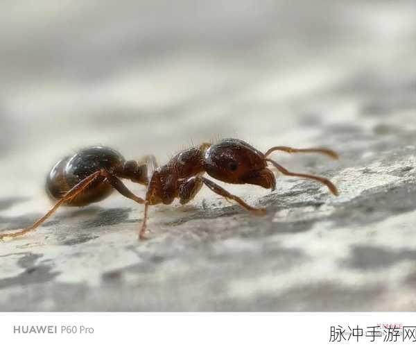 Little Colony,探索微观世界的蚂蚁奇遇记