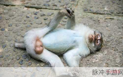 打扑克生猴子软件：1. 打扑克生猴子：揭秘策略与技巧的完美结合