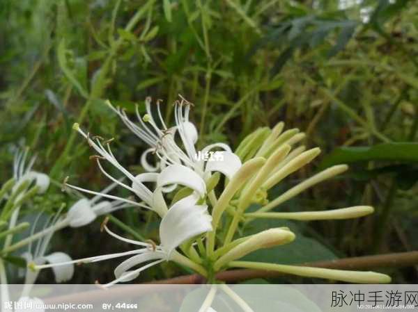 银色器物TXL金银花:1. 银色器物TXL:揭开金银花的神秘面纱