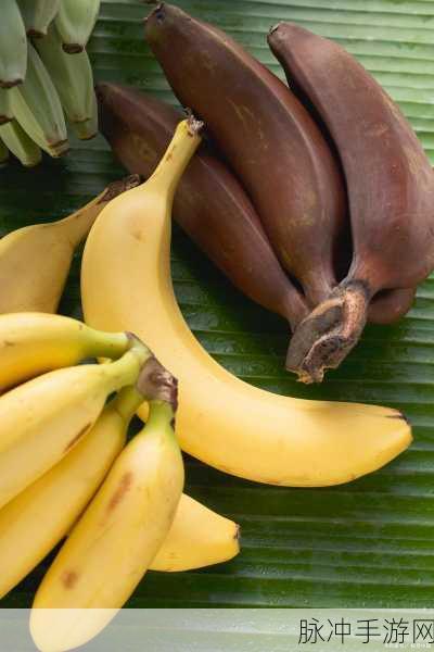 95香蕉视频:1. 发现95香蕉视频的独特魅力与精彩内容