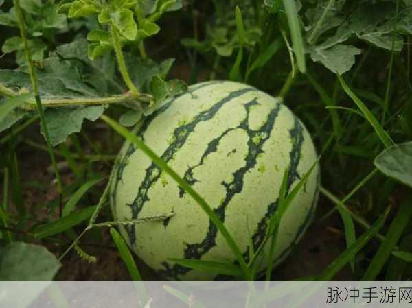 911吃瓜今日热门大瓜:1. 911吃瓜事件背后的惊人真相揭秘