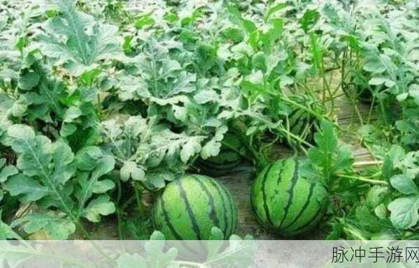 911吃瓜今日热门大瓜:1. 911吃瓜事件背后的惊人真相揭秘