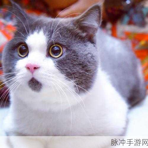 进击的猫咪兵团v1.2安卓版,萌宠跑酷新纪元,挑战你的指尖极限
