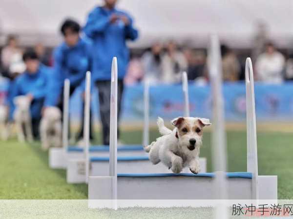 动物包围赛,萌宠竞技,休闲娱乐新选择!