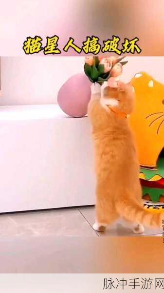 猫咪搞破坏精简版来袭,安卓玩家解压新选择!