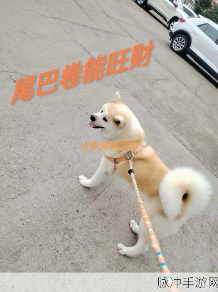 萌狗旺财红包版来袭，养狗合成赚翻天，安卓玩家不容错过！