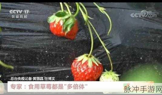 caomei888:1. "畅游草莓世界,尽享鲜美滋味与乐趣