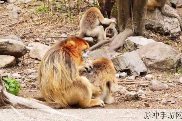 生猴子的全过程不盖被子：1. 生猴子全过程揭秘：不盖被子的奇特养护法
