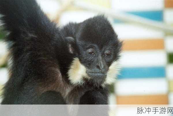 生肖口无遮拦:1. 生肖与性格:口无遮拦的背后故事