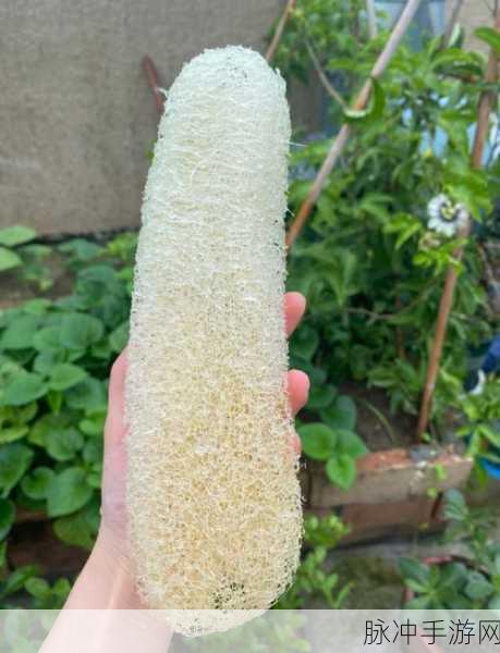 丝瓜破解18岁:1. "丝瓜的秘密:如何破解18岁人生的重要节点