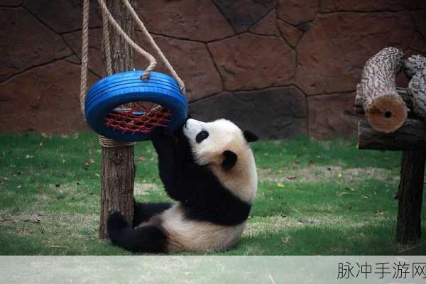熊猫泡泡射击,轻松消除,智闯欢乐关卡新体验