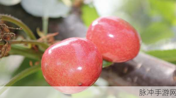 樱桃免费视频:1. 樱桃视频:探索无限精彩的视听盛宴