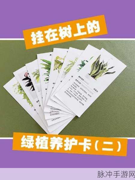 一卡二看三口:1. 一卡二看三口,探索生活中的细节之美