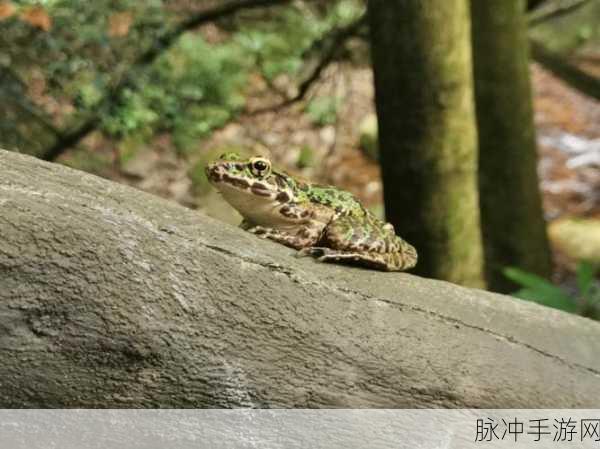 点击青蛙下载,挑战你的极限反应,休闲时光的不二之选