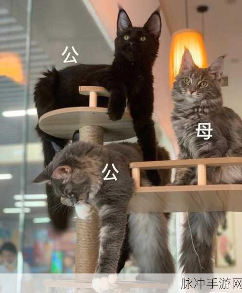 喵喵黄金屋,养猫赚收益,乐趣无穷的小游戏新体验